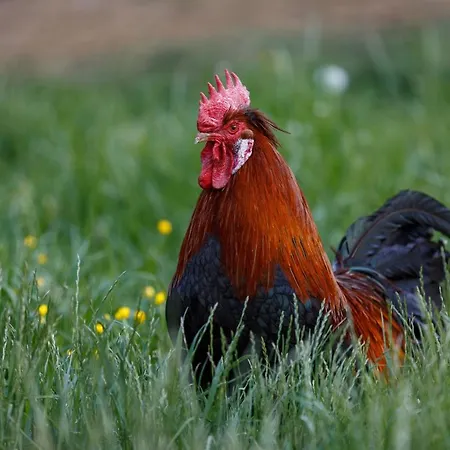 Domacija Loncnar בוהין