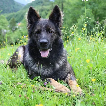 Domacija Loncnar- Bohinj