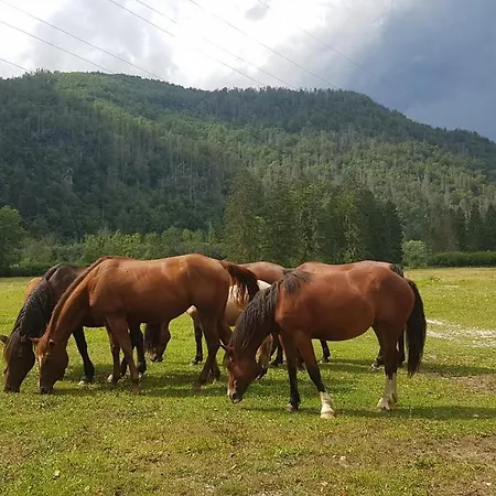 Domacija Loncnar דירה *