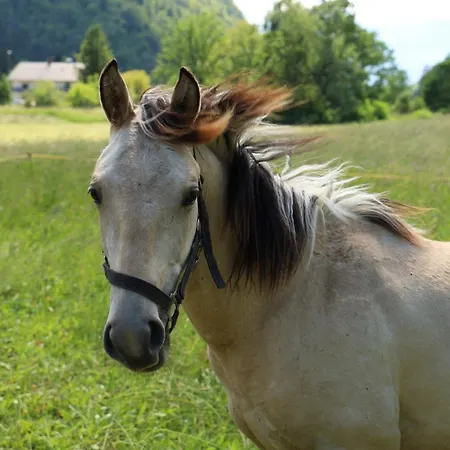 Domacija Loncnar * בוהין