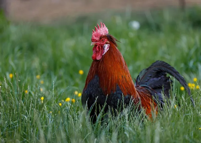 Domacija Loncnar Bohinj