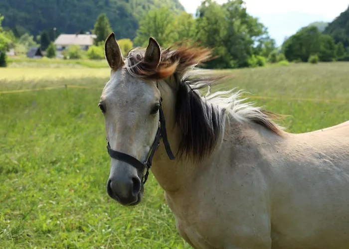 Domacija Loncnar * Bohinj